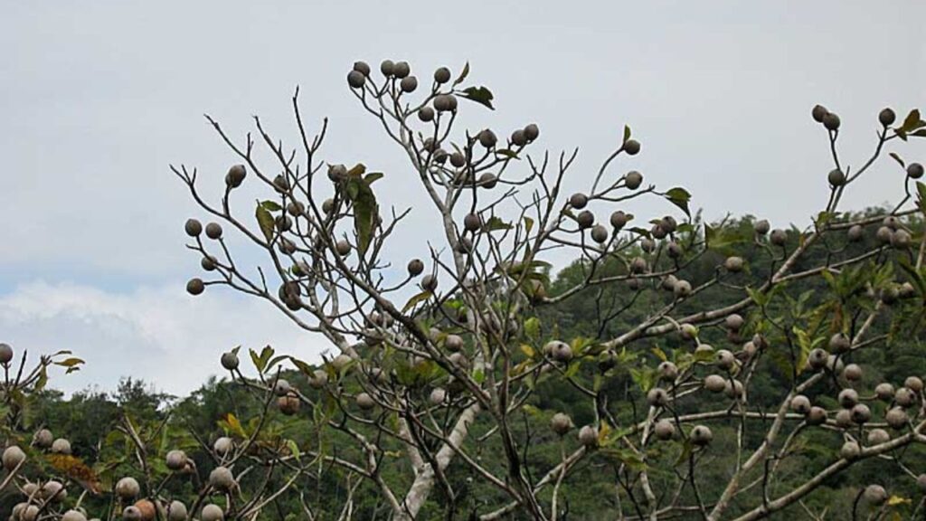 Como plantar jenipapo e usar os frutos em sucos e geleias
