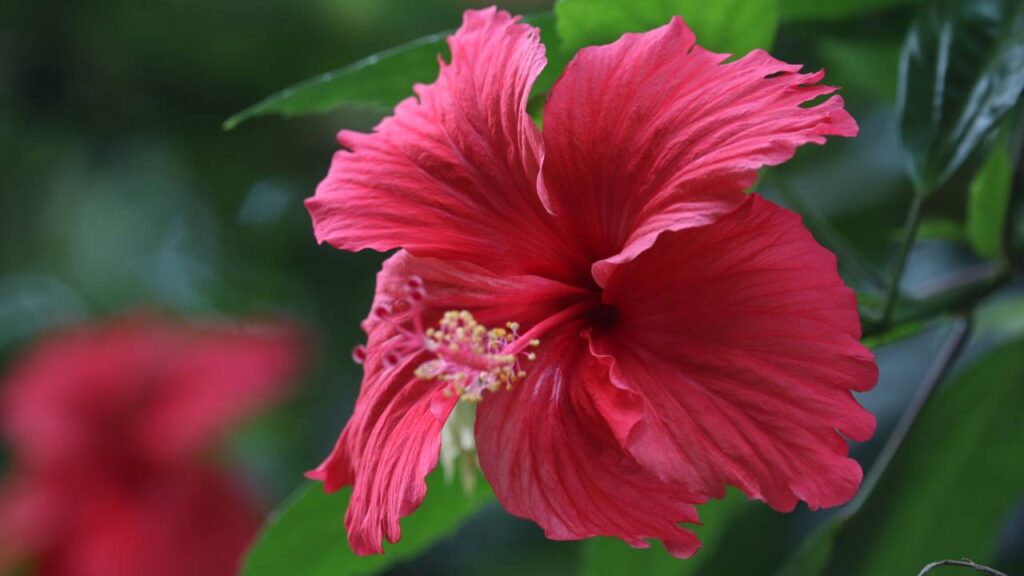 Flores fáceis de cuidar para plantar em novembro e ter um Natal colorido e vibrante