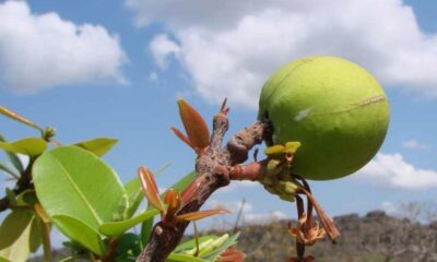 Como cuidar da mangabeira para colher frutas mais doces e cheias de sabor