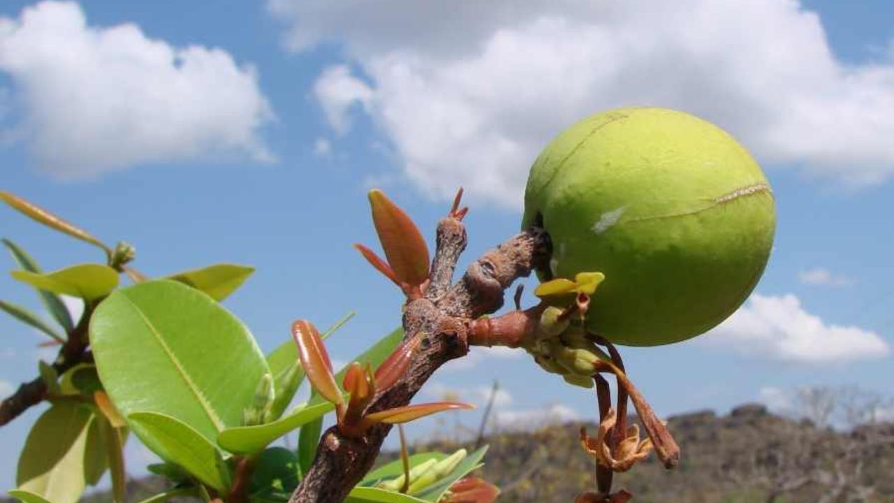 Como cuidar da mangabeira para colher frutas mais doces e cheias de sabor