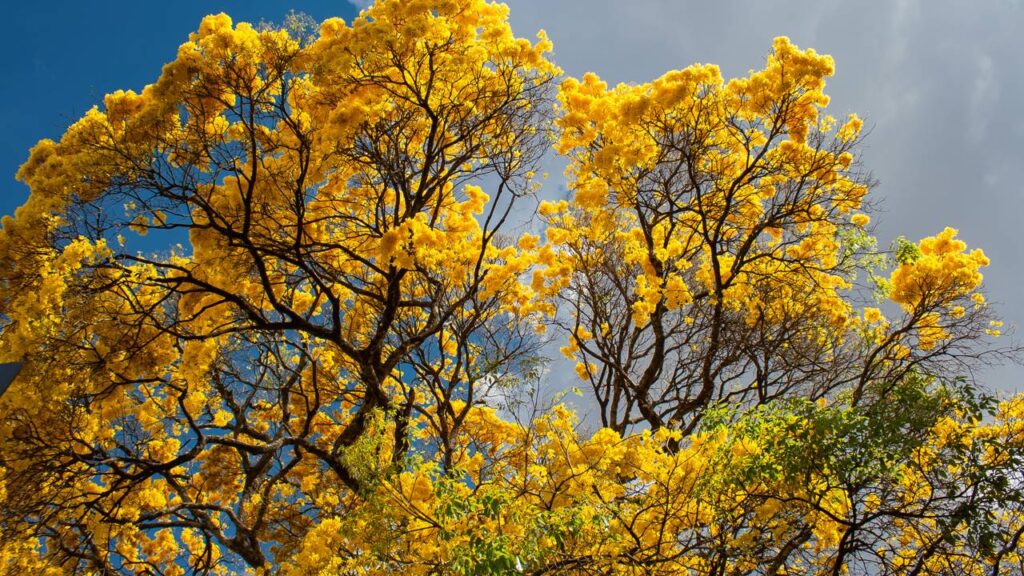 Plantei achando que não ia dar em nada, e hoje tenho uma árvore gigante