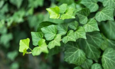 Planta que representa gratidão e abundância na natureza