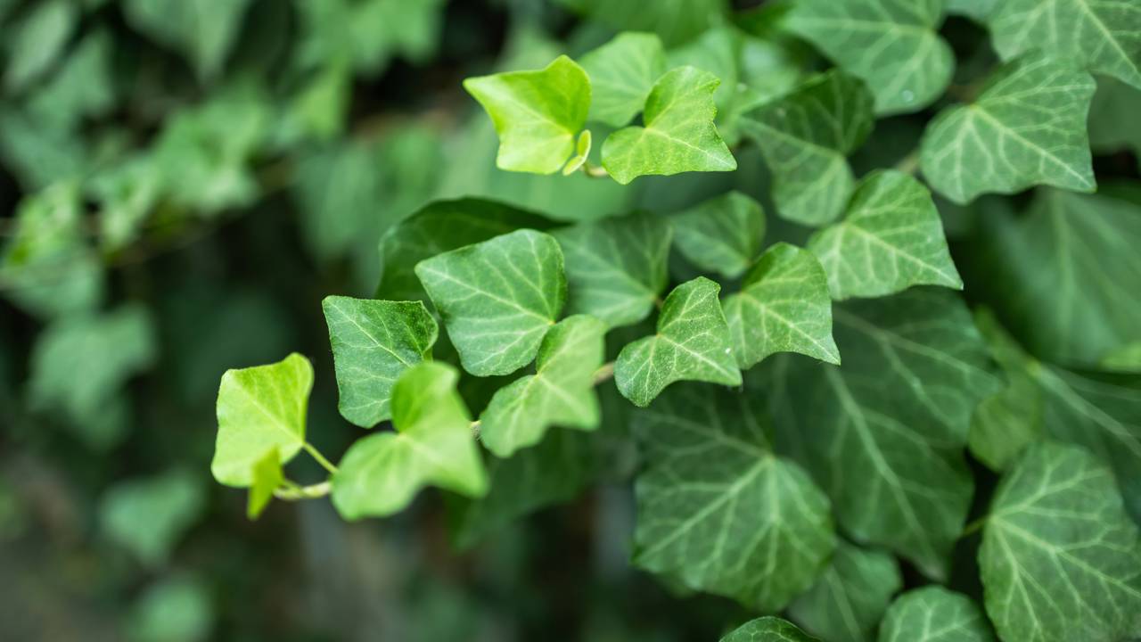 Planta que representa gratidão e abundância na natureza