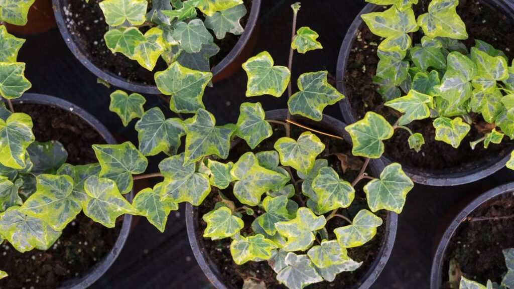 O significado oculto das plantas pendentes e suas boas vibrações