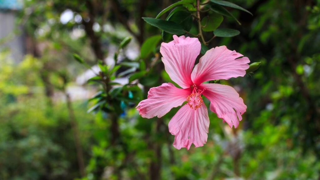O hibisco se comporta de um jeito curioso e pode florescer o ano inteiro