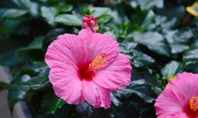 O hibisco se comporta de um jeito curioso e pode florescer o ano inteiro