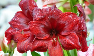 A flor que se abre com o som do trovão, segundo lendas antigas