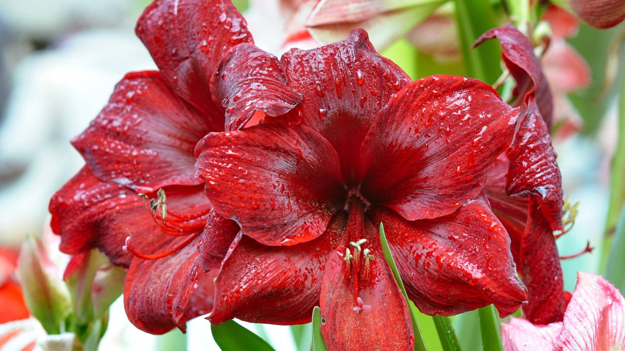 A flor que se abre com o som do trovão, segundo lendas antigas