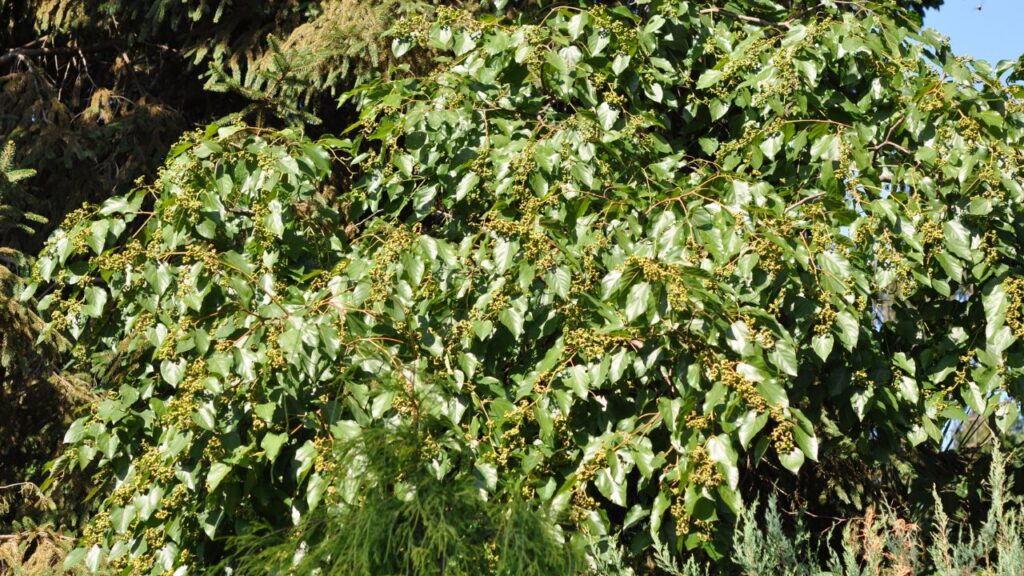 Uma uva que produz rápido e ainda tem sabor adocicado