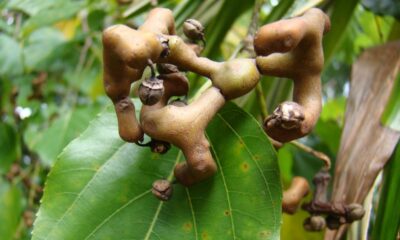 Uma uva que produz rápido e ainda tem sabor adocicado