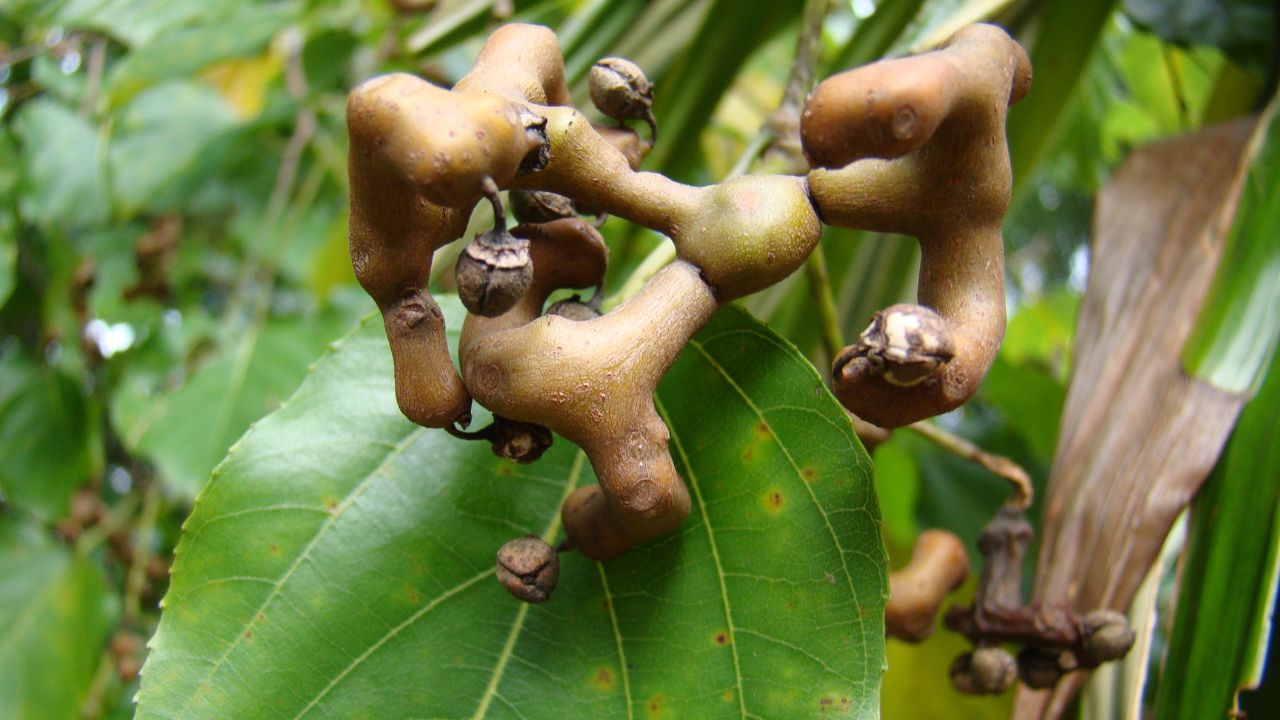 Uma uva que produz rápido e ainda tem sabor adocicado