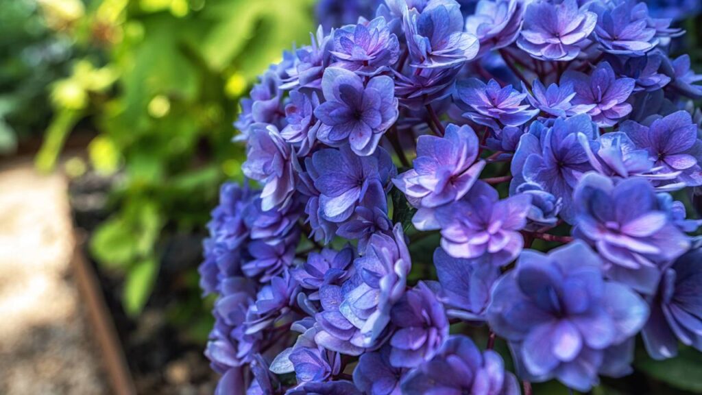 Comprei uma muda de hortênsia doente e ela se transformou na planta mais bonita do quintal