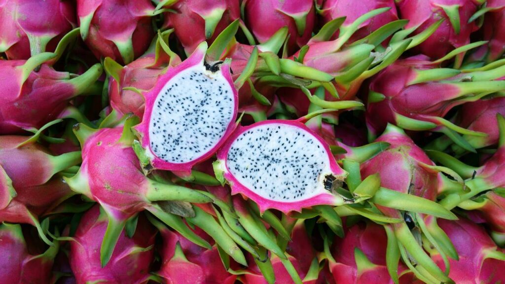 Plantei uma pitaya rara e todo mundo agora quer uma muda do meu pé
