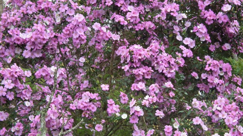 Comprei uma mudinha por R$ 8 e ela virou o destaque do meu quintal