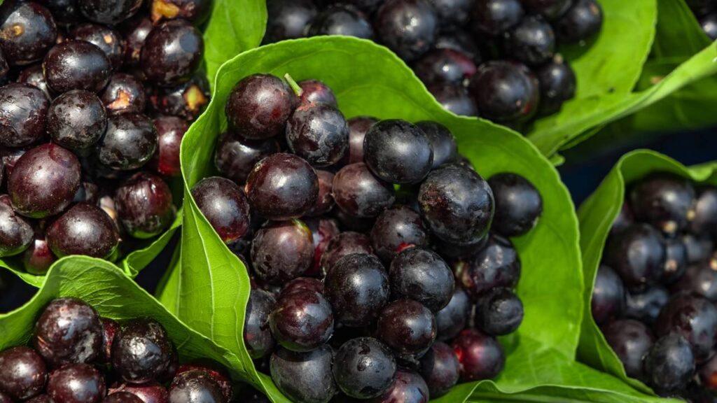 O jamelão nasce rápido e vira uma ótima opção para quem cultiva em pouco espaço