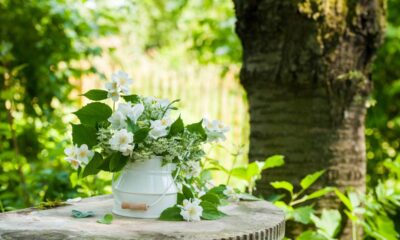 A planta que ajuda a dormir e deixa o ar mais leve e perfumado