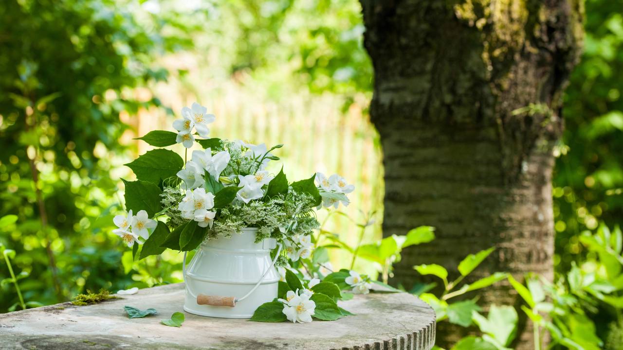A planta que ajuda a dormir e deixa o ar mais leve e perfumado