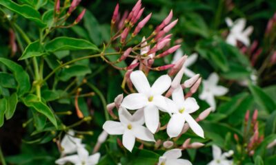 O jasmim é conhecido por deixar o quarto mais leve e cheio de boas vibrações
