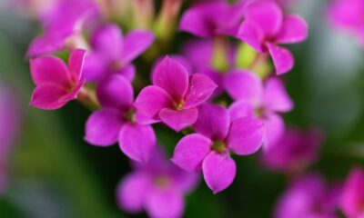 A kalanchoe é vista como planta da sorte quando floresce dentro de casa