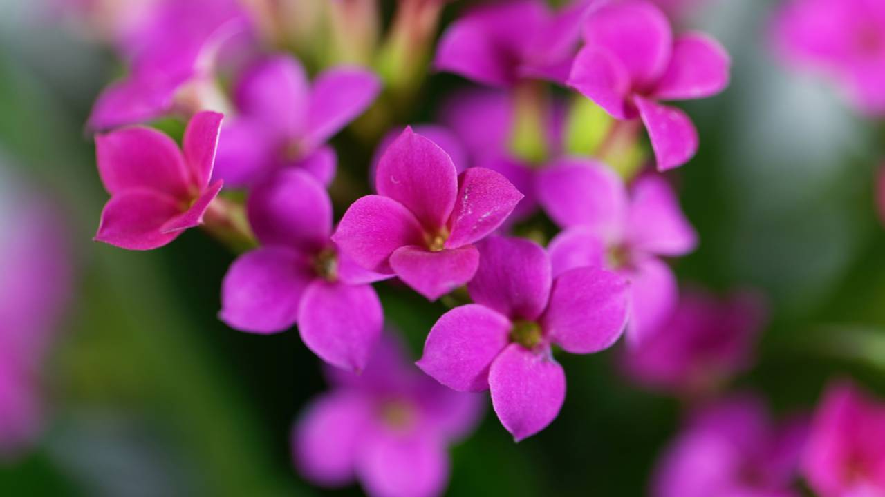 A kalanchoe é vista como planta da sorte quando floresce dentro de casa