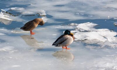O fenômeno que faz o gelo surgir nas laterais dos lagos antes de chegar ao centro