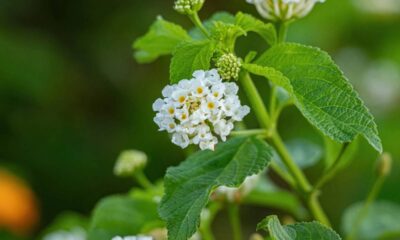 A lantana cresce forte no sol e vira a queridinha de quem gosta de pouca manutenção