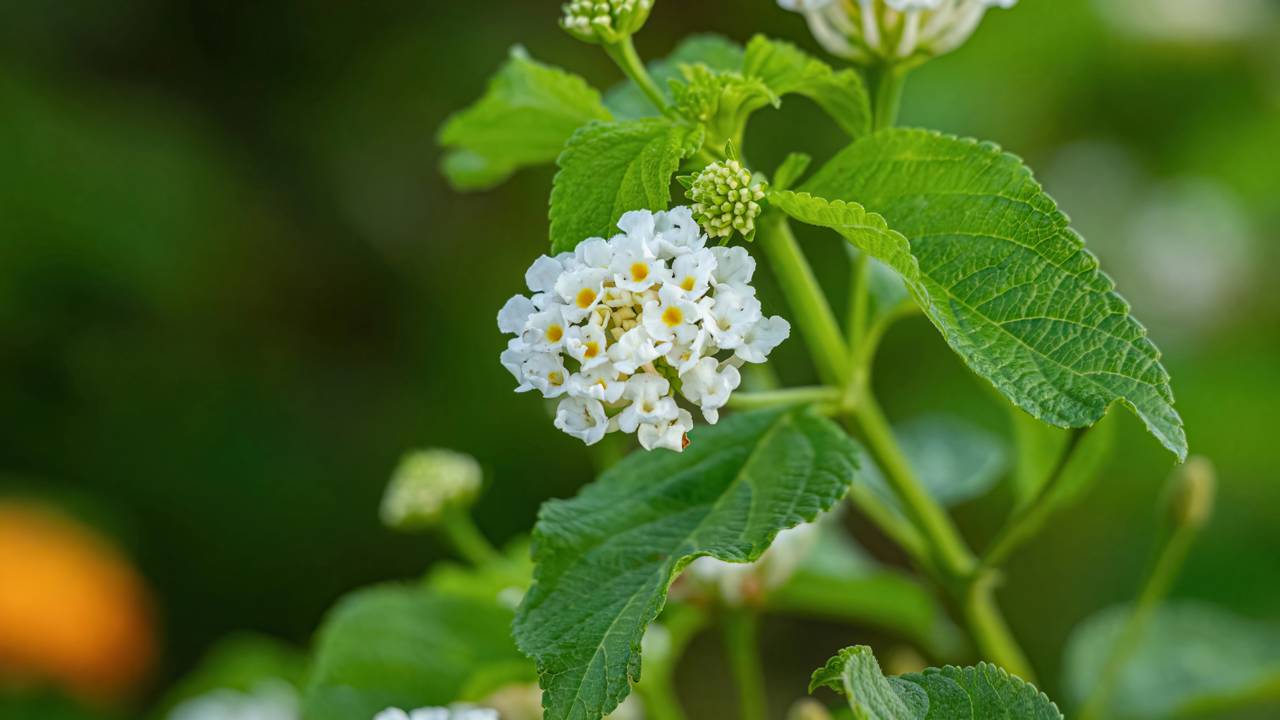 A lantana cresce forte no sol e vira a queridinha de quem gosta de pouca manutenção