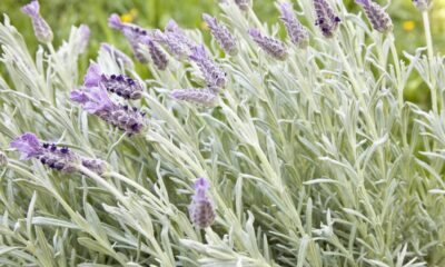 Plantei lavanda e me surpreendi com o cheirinho bom que ela dá