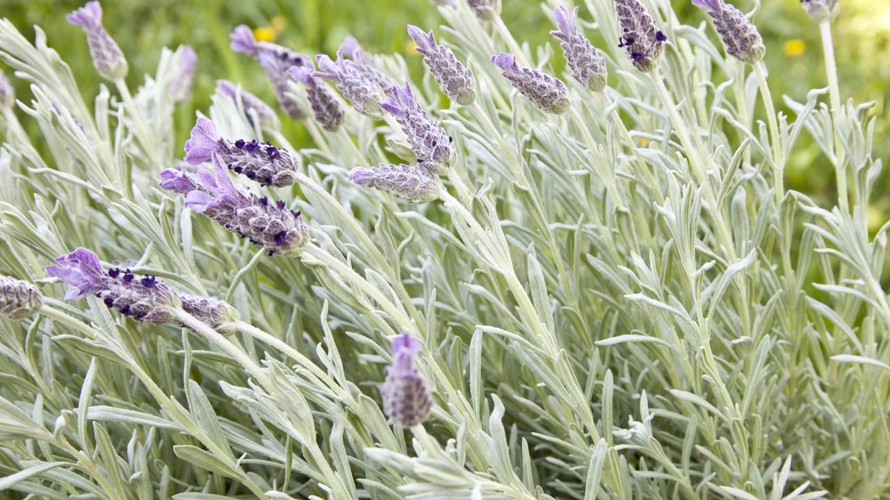 Plantei lavanda e me surpreendi com o cheirinho bom que ela dá