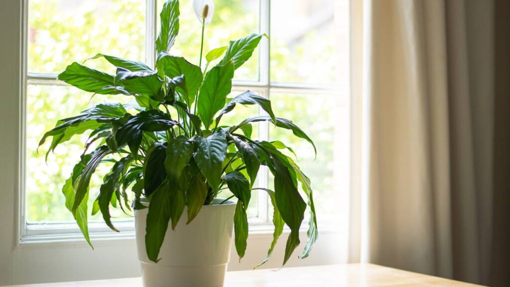 Plantas perfeitas para apartamentos que quase não precisam de sol