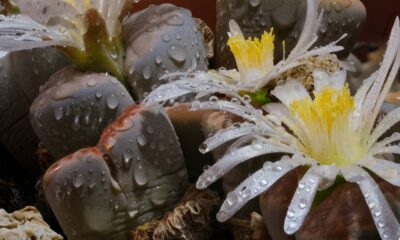 Planta exótica surpreende ao parecer saída de um filme de ficção