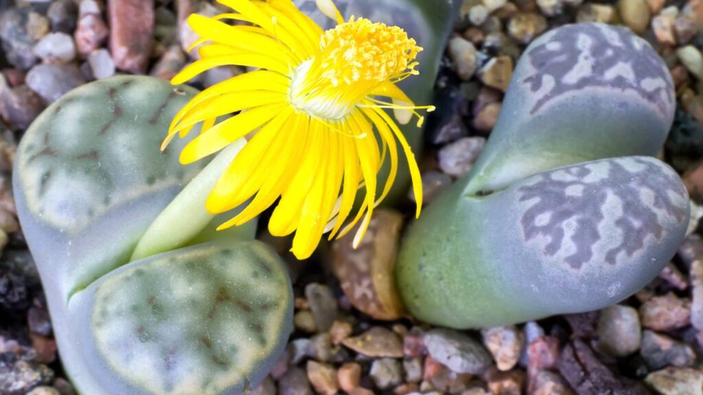 Planta exótica surpreende ao parecer saída de um filme de ficção
