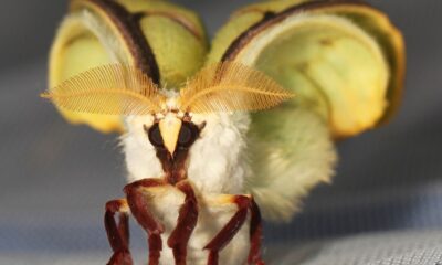 Por que algumas borboletas vivem apenas por uma semana