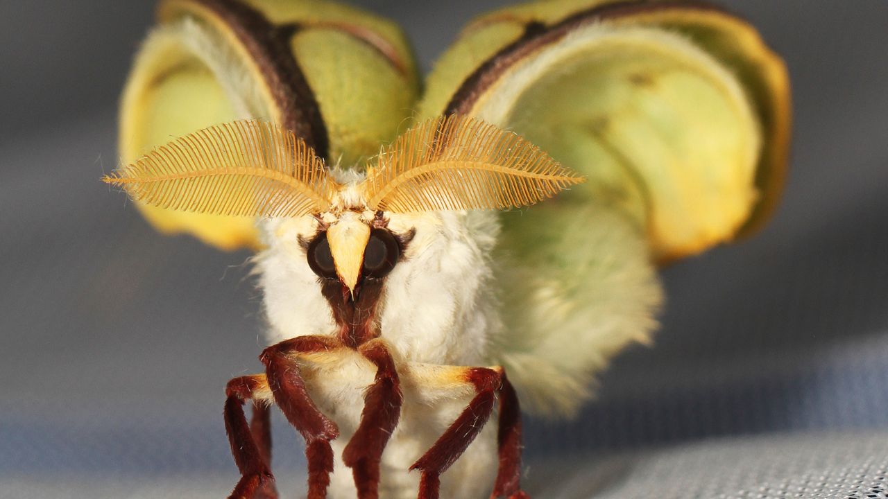 Por que algumas borboletas vivem apenas por uma semana