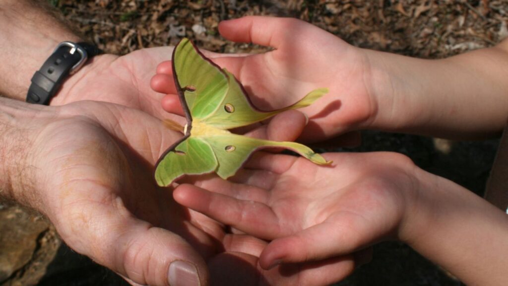 Por que algumas borboletas vivem apenas por uma semana