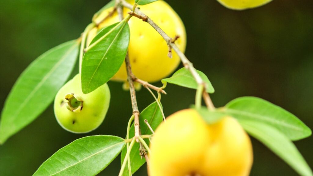 Uma forma simples de plantar uvaia em vaso pode render frutos doces no verão
