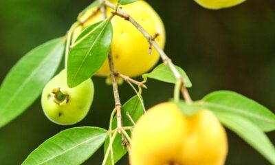 Uma forma simples de plantar uvaia em vaso pode render frutos doces no verão