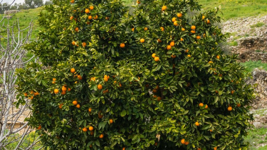 A tangerina poncã reage de um jeito curioso quando recebe um cuidado