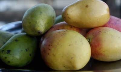 Dicas simples que ajudam a proteger a manga-espada e evitar perdas