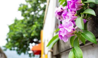 A planta que surpreende pelo sabor de alho marcante e virou queridinha nas saladas