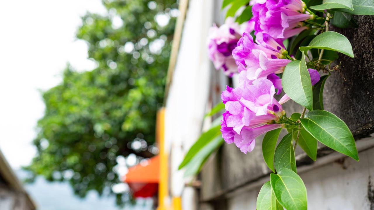 A planta que surpreende pelo sabor de alho marcante e virou queridinha nas saladas