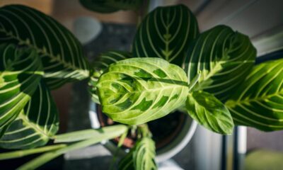 Minhas marantas começaram a reagir de um jeito curioso quando passei a conversar com elas