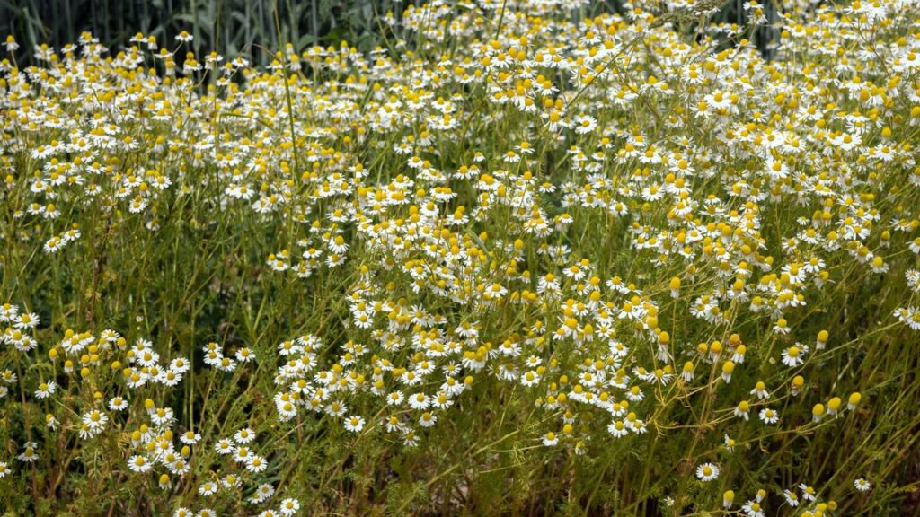 A camomila afasta insetos e ainda deixa o ambiente com uma sensação de paz