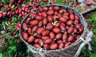 Dica simples para fazer o buriti brotar mesmo em climas diferentes