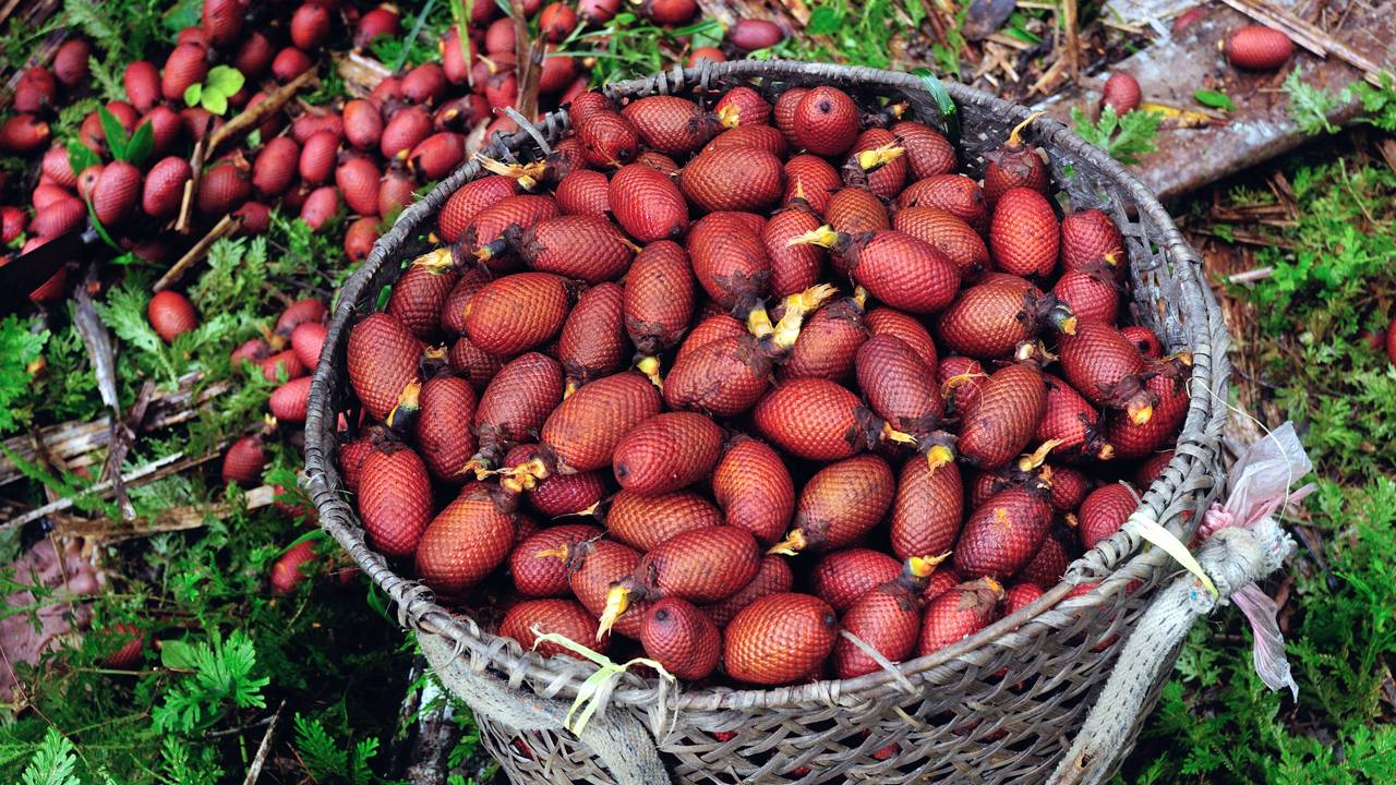 Dica simples para fazer o buriti brotar mesmo em climas diferentes
