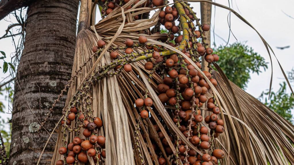 Dica simples para fazer o buriti brotar mesmo em climas diferentes