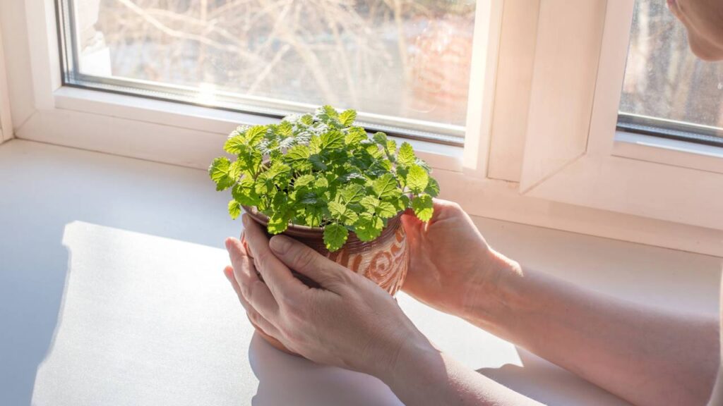 A erva cidreira que nasceu sozinha no quintal e trouxe uma energia diferente