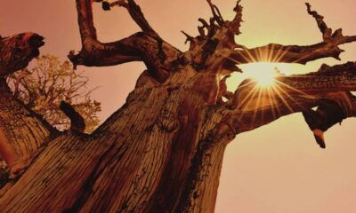 A árvore mais antiga do planeta sobrevive há mais de 4 mil anos