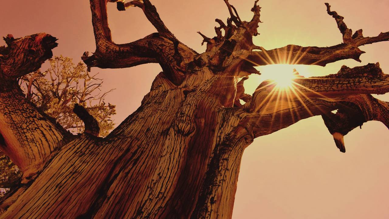 A árvore mais antiga do planeta sobrevive há mais de 4 mil anos