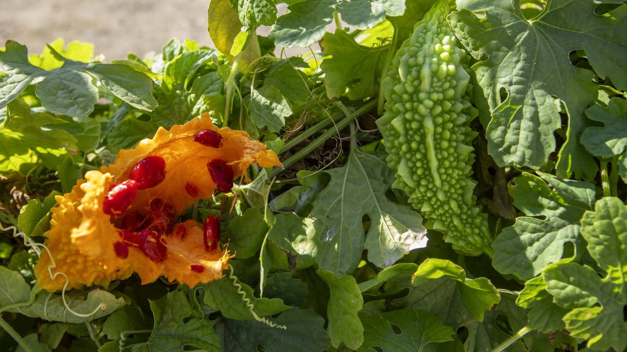 Fruta rara que dá em menos de 80 dias e tem sabor adocicado
